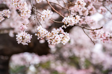 Cherry blossoms in full bloom Ueno Park
