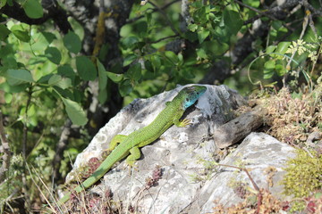 Lizzard