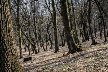 Hoia Baciu - Haunted Forest, Romania