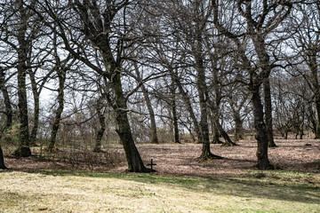 Fototapeta premium Hoia Baciu - Haunted Forest, Romania