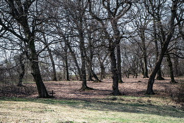 Hoia Baciu - Haunted Forest, Romania