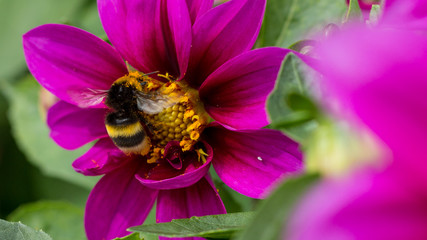 bee on flower