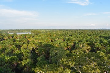 Fototapeta na wymiar View above the jungle canopy