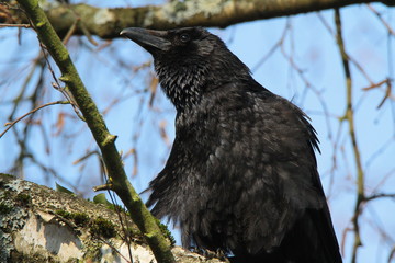 krähe