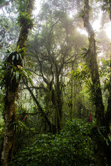 Fototapeta premium Floresta