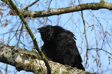 krähe