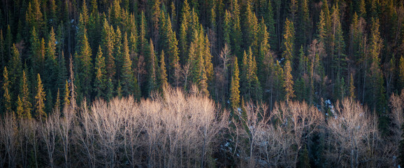 Evergreen & Deciduous Forests in the Evening Sun - obrazy, fototapety, plakaty