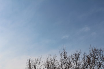 Fototapeta na wymiar sky with trees 