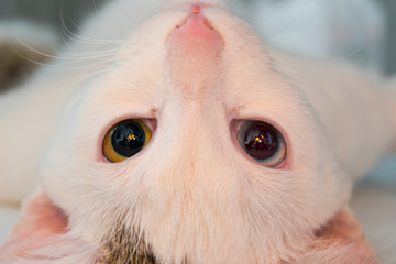 Sedated cat with heterochromia at the veterinary clinic