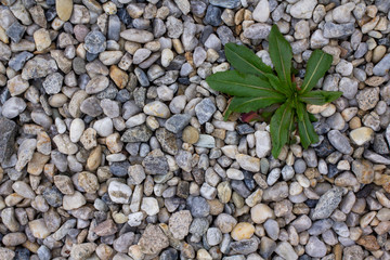 The weeds between the stones in the garden. Pebble around the house with the weeds. The fight with the weeds. The removal of weeds. Tearing up the weeds. Spraying of weeds.