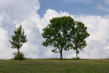 Fototapeta na wymiar Bäume auf der Wiese