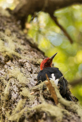 The Magellanic Woodpecker, (Campephilus Magellanicus). Beautiful Birds of Patagonia. 