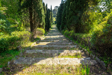 escalier centrale au milieu de cyprès