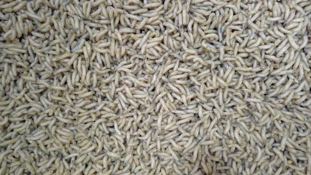 Real time close-up worms crowds movement, these worms are also used as lure for fishing typically insert in a little fishing hook 
