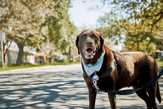 Portrait of dog standing on road