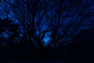 Naklejka premium Scary creepy tree on nightmare forest