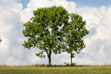 Fototapeta na wymiar Bäume auf einer Wiese