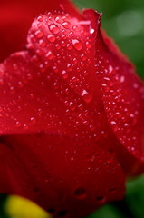 Water droplets on red tulip.