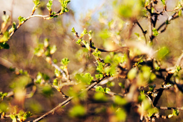 leaves of a tree in spring