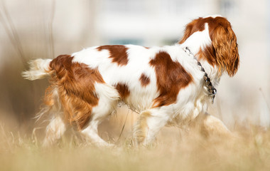 King Charles Spaniel dog on the grass