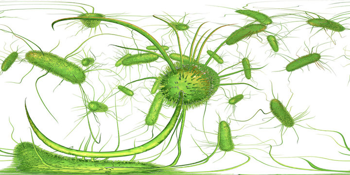 360-degree spherical panorama of Salmonella bacteria. S. typhi, S. typhimurium and other Salmonella, the causative agents of enteric typhus and food toxicoinfection salmonellosis, 3D illustration