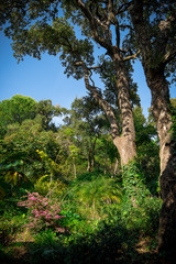 une forêt avec un arbre en premier plan