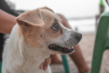 Brown white dog on the beach