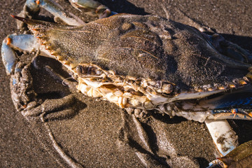 blue crab photographed on the beach, crustacean photo in high resolution.