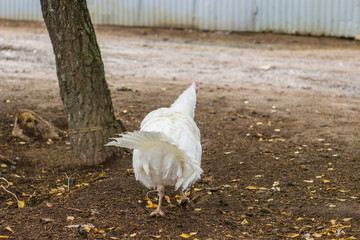 Ind.i on the farm. Farm Turkeys give meat. White turkey