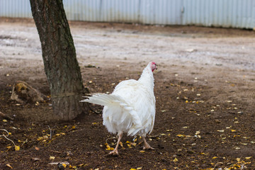 Turkeys on the farm. Farm farming. White turkey Bird for the production of meatballs. Tasty food. Animals on the farm.