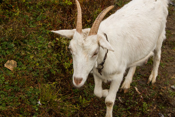 Fototapeta premium goats on the farm. farming in the country. goat gives milk.