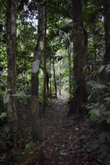 Obraz premium Path in the jungle