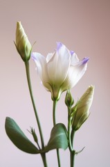 Eustoma buds , lisianthus or prairie gentian 