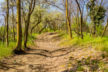 Spring dirt path
