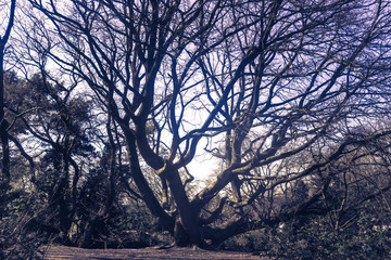 Fototapeta na wymiar Scary creepy tree on nightmare forest