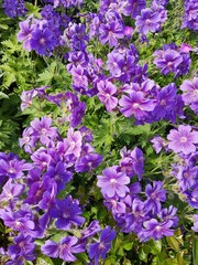 Fototapeta premium Bright flowers in blossom