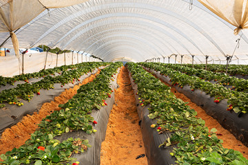 Campo de fresas con cosecha.