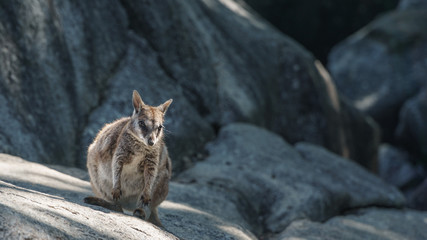 Kleine Kängurus (Wallabys) im Granite Gorge Nature Park in Queensland Australien © Michael