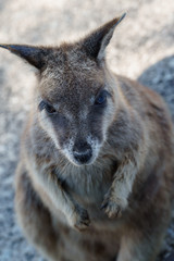 Kleine Kängurus (Wallabys) im Granite Gorge Nature Park in Queensland Australien