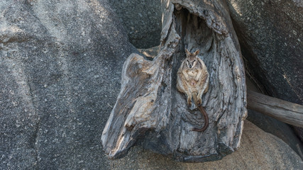 Kleine Kängurus (Wallabys) im Granite Gorge Nature Park in Queensland Australien © Michael