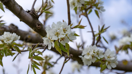Kirschblüten