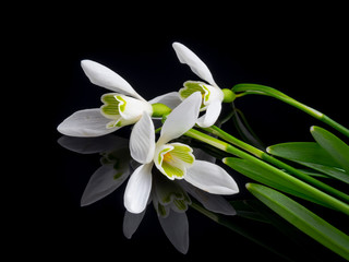 Fototapeta premium snowdrops on a black background