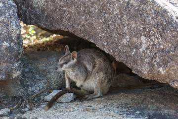 Kleine Kängurus (Wallabys) im Granite Gorge Nature Park in Queensland Australien © Michael