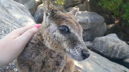 Kleine Kängurus (Wallabys) im Granite Gorge Nature Park in Queensland Australien © Michael