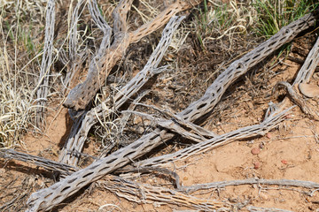 Fototapeta premium Southwest