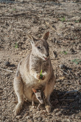 Kleine Kängurus (Wallabys) im Granite Gorge Nature Park in Queensland Australien