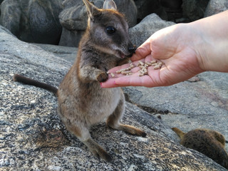 Naklejka premium Kleine Kängurus (Wallabys) im Granite Gorge Nature Park in Queensland Australien
