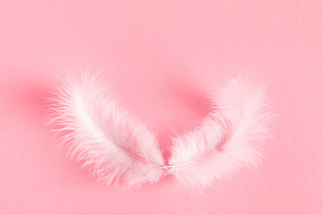 White efeathers on pastel pink background. Flat lay, top view, copy space 