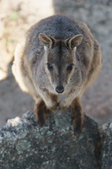 Naklejka na ściany i meble Kleine Kängurus (Wallabys) im Granite Gorge Nature Park in Queensland Australien