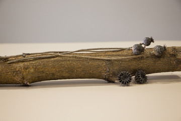 Poppy seeds on the trunk